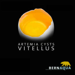 Vitellus – Bernaqua