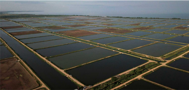 Laboratorios de Camarones