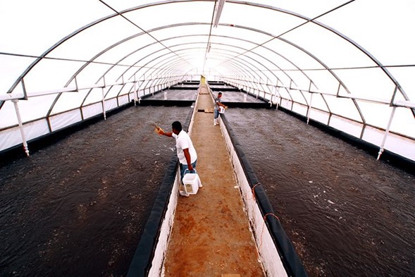 Laboratorios de Camarones