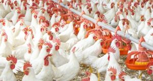 PromegaBiotic-f® AW Biological Digester for Poultry Waste